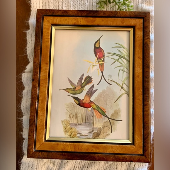 Framed Humming Bird Print Burns Boston Frame Burlwood 4 x 7 picture Heritage - Picture 8 of 9